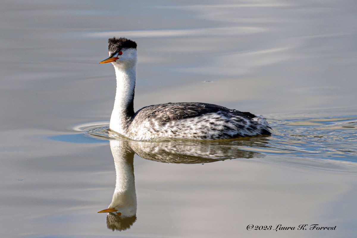 Clark's Grebe - ML551522441