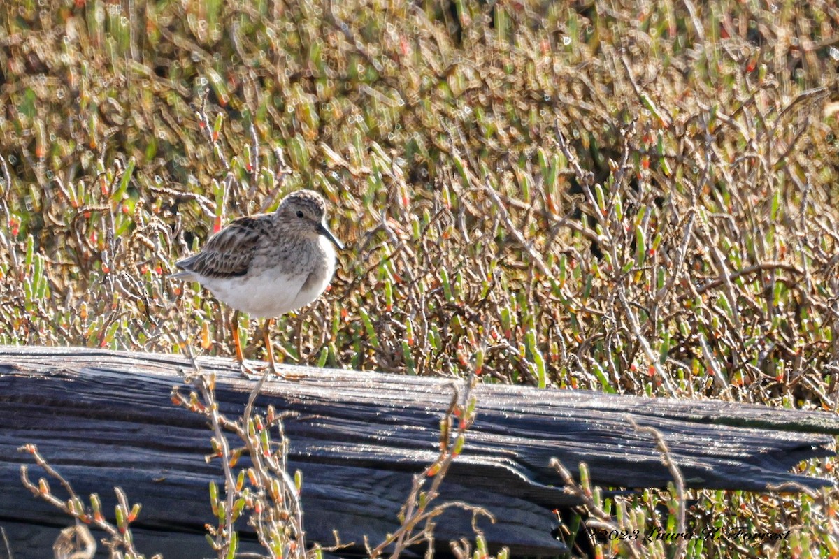 Least Sandpiper - Laura Forrest