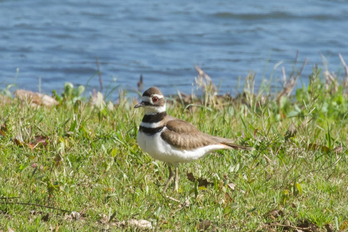 Killdeer - ML551523761