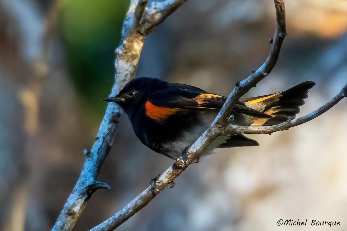 American Redstart - ML551524151