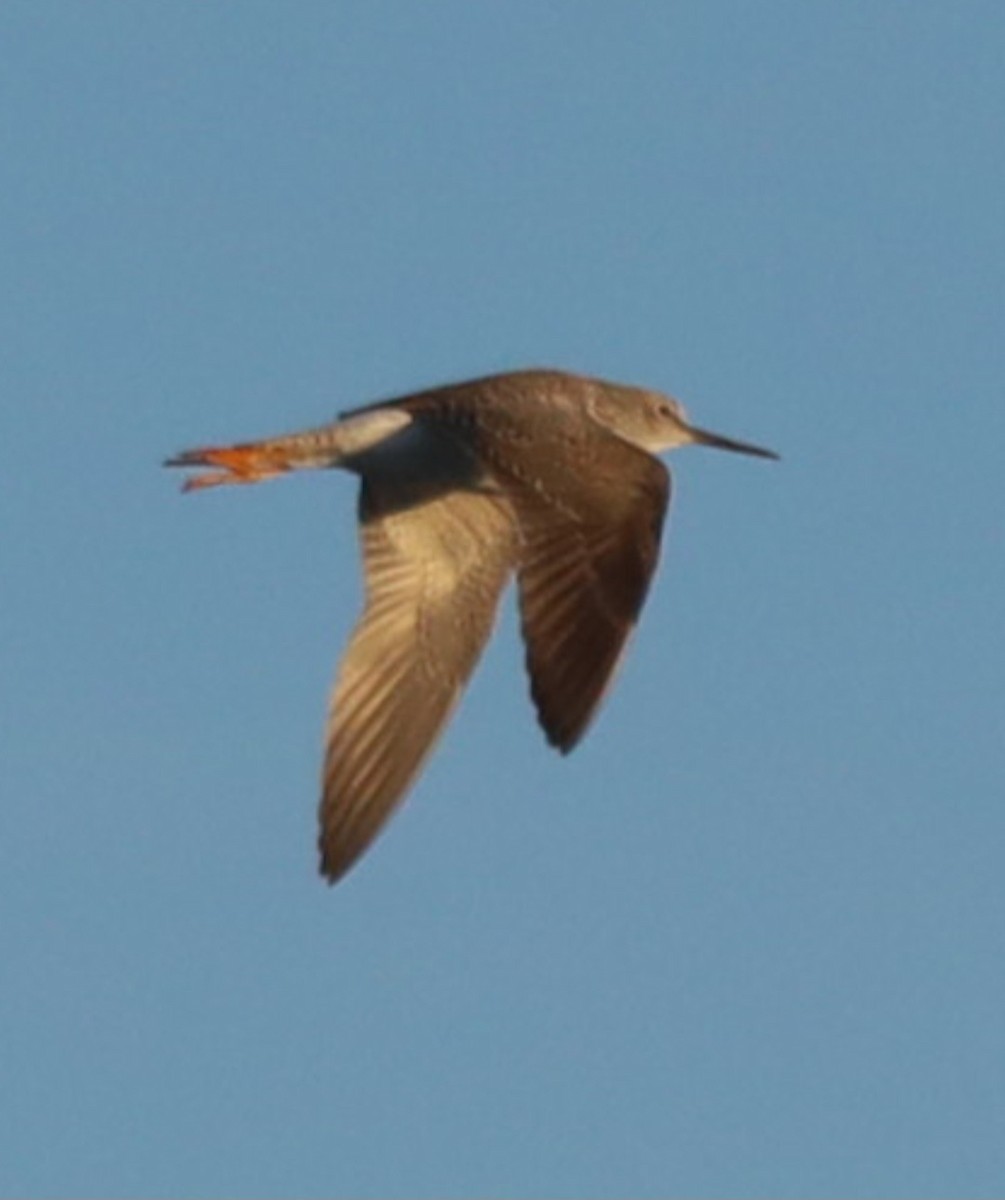 Greater Yellowlegs - ML551526841