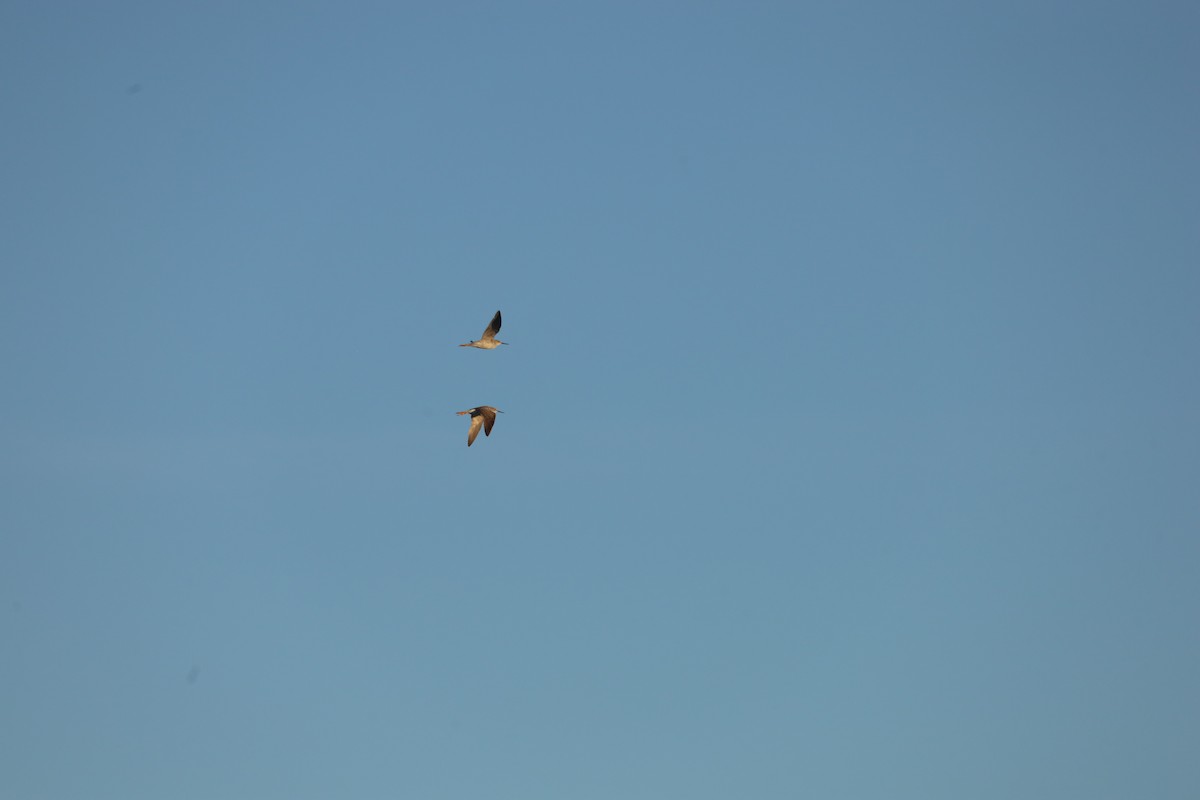 Greater Yellowlegs - ML551526851