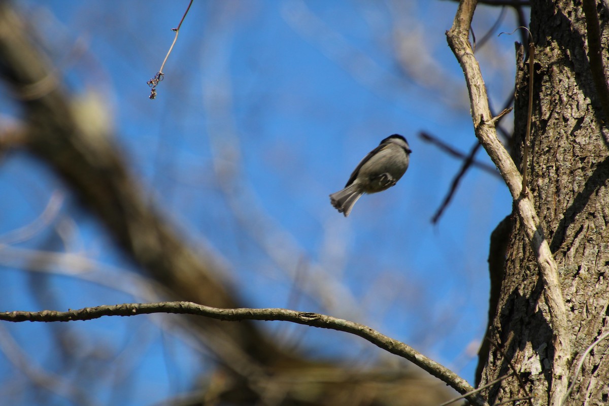 Carolina Chickadee - ML551527851