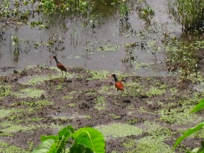 Wattled Jacana - ML551528771