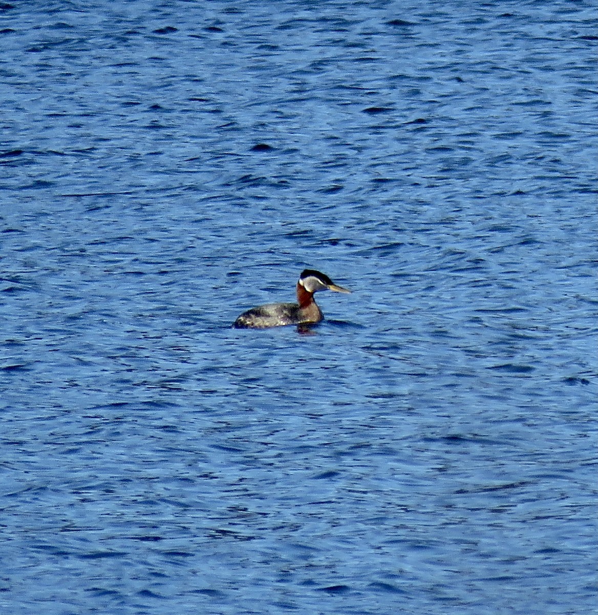 Red-necked Grebe - Warren Cairo