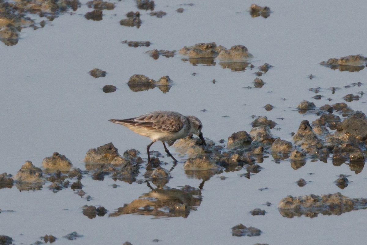 Red-necked Stint - ML551531861