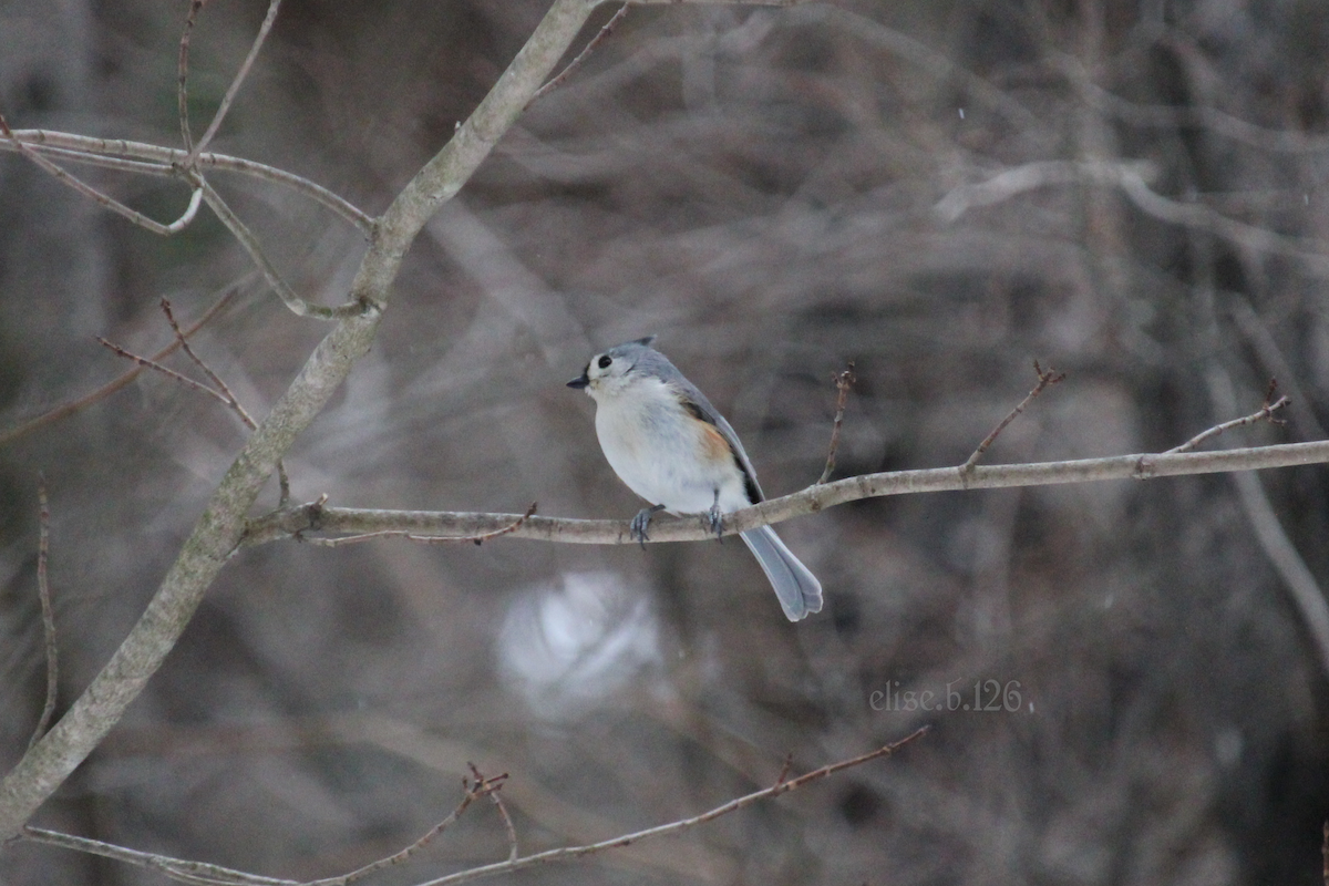 Tufted Titmouse - ML551534481