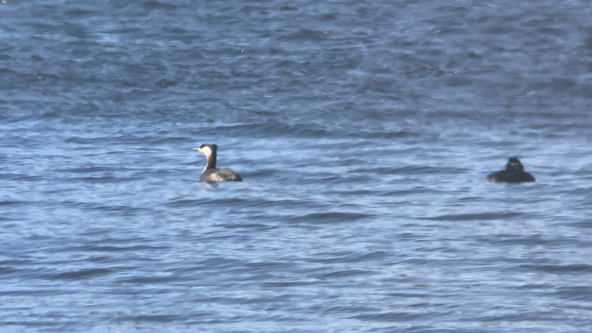 Red-necked Grebe - ML551534611