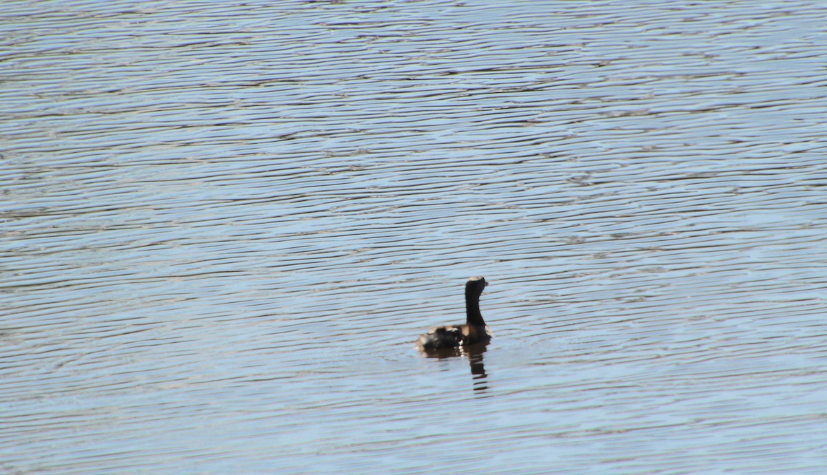 Pied-billed Grebe - ML551534951