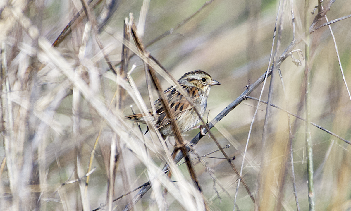 Swamp Sparrow - ML551535681