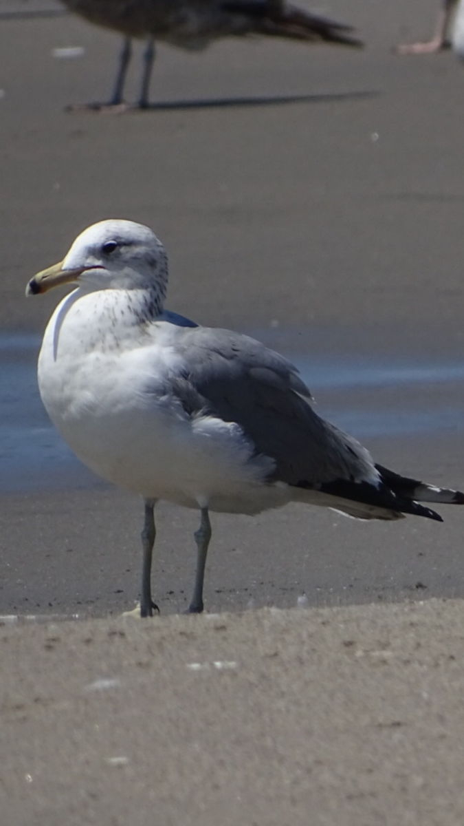 Gaviota Californiana - ML55153611