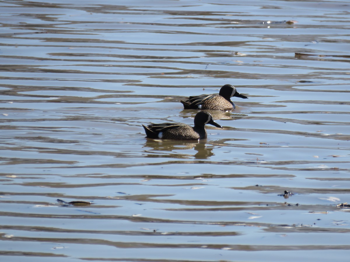 Blue-winged Teal - ML551536691