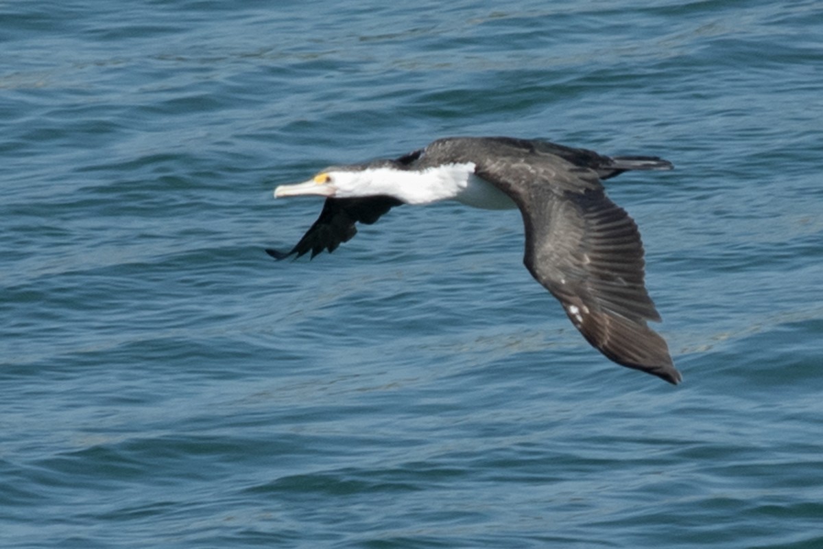 Pied Cormorant - ML551536811