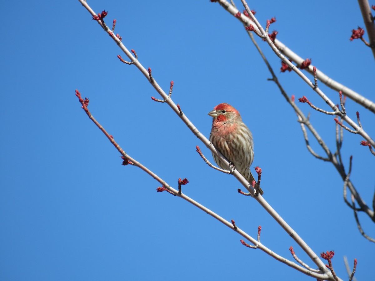 House Finch - ML551536821