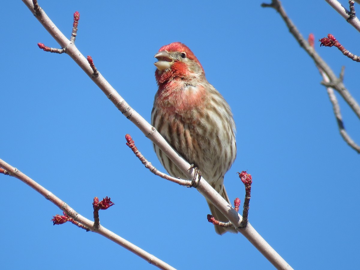 House Finch - ML551536861