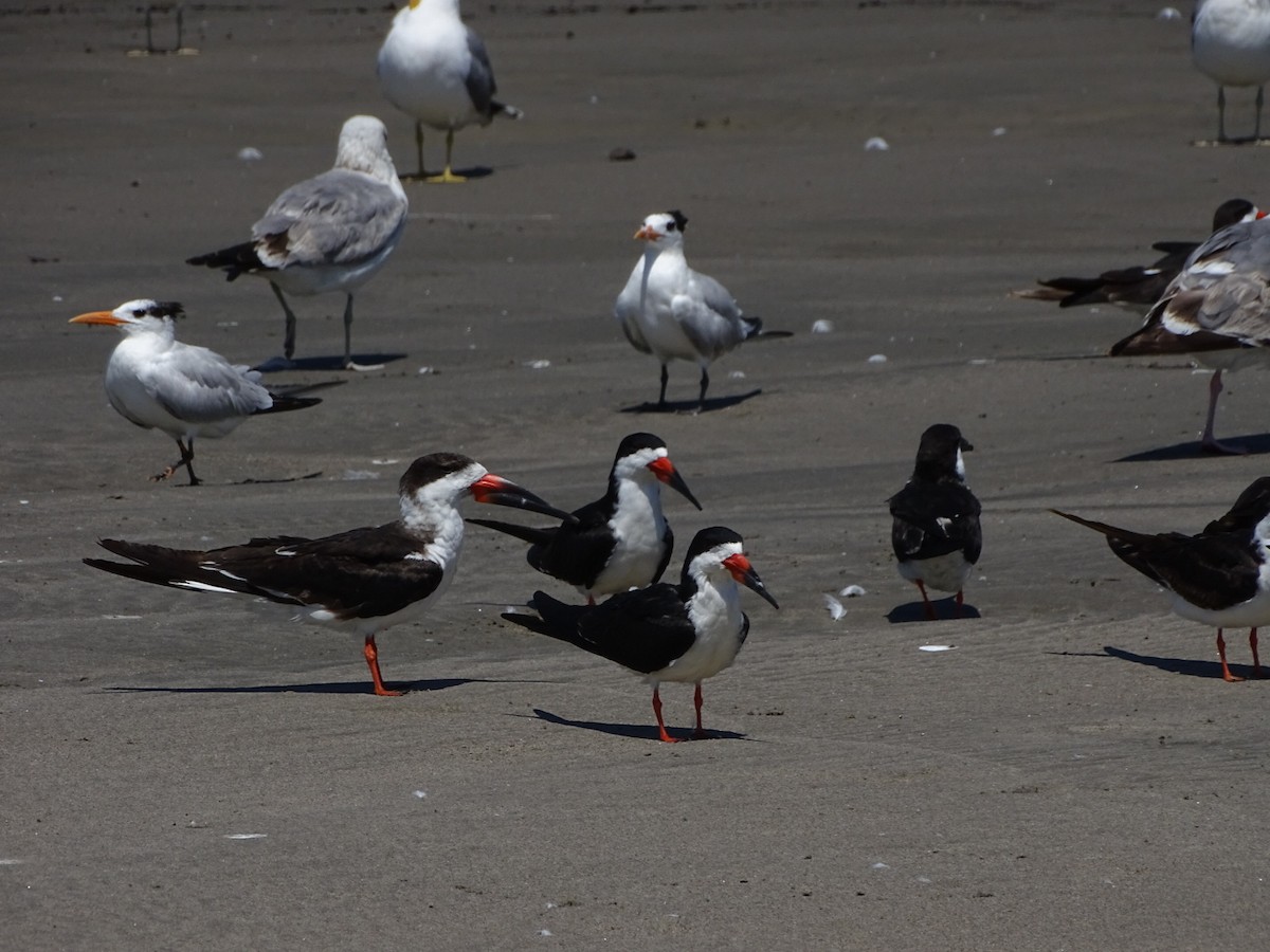 Black Skimmer - ML55153741