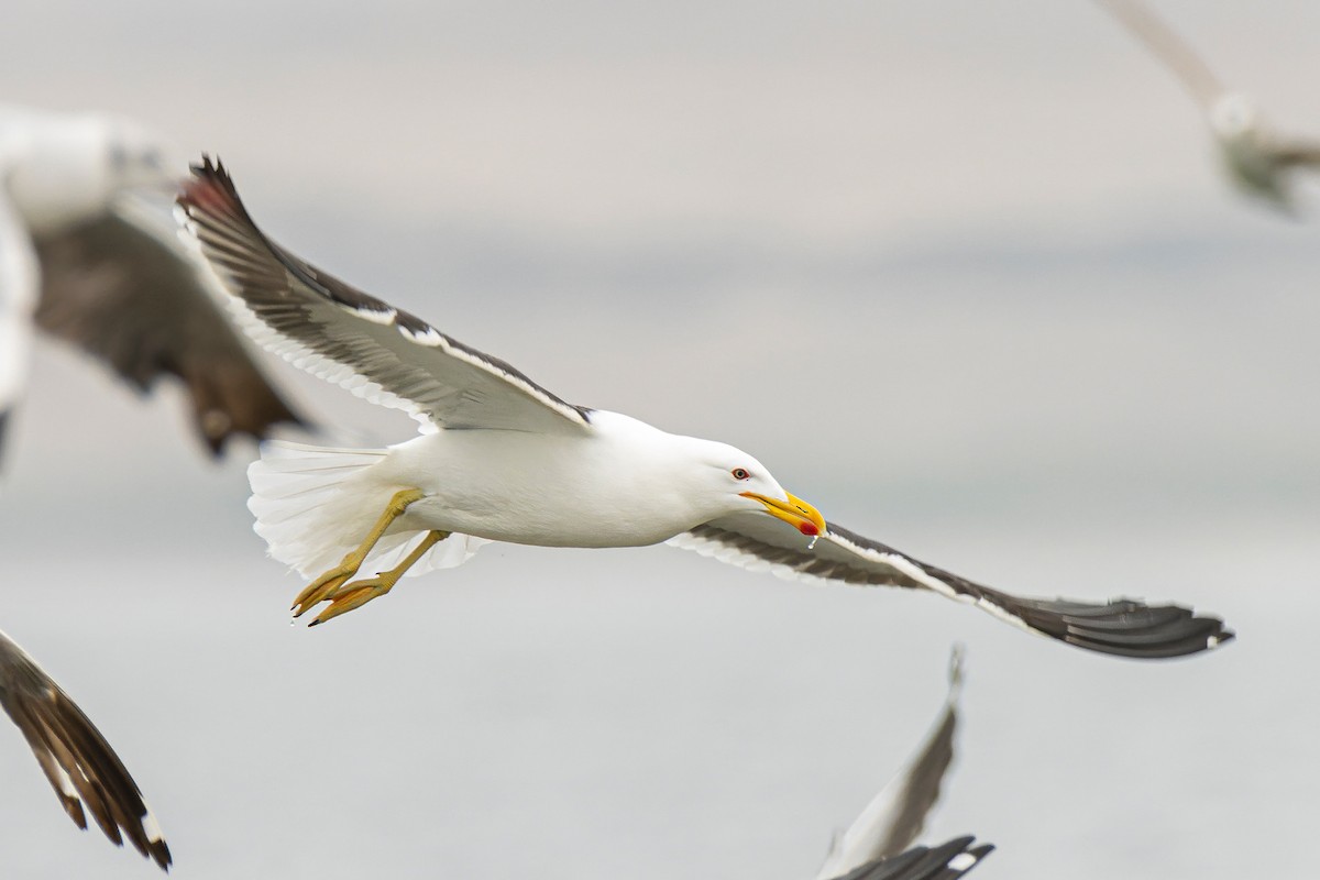 Kelp Gull - ML551537691