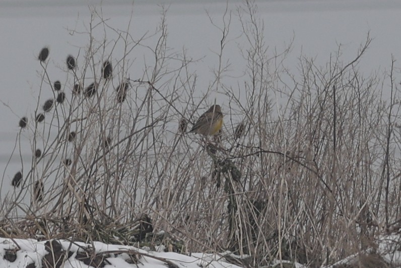 Western Meadowlark - ML551537701