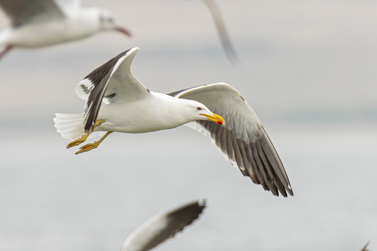 Kelp Gull - ML551537741