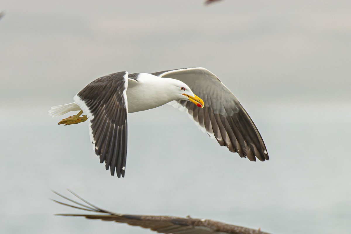 Kelp Gull - ML551537831