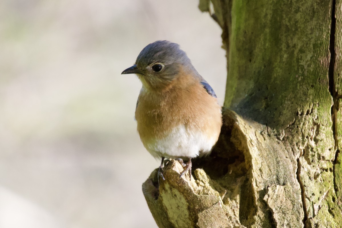 Eastern Bluebird - ML551538311