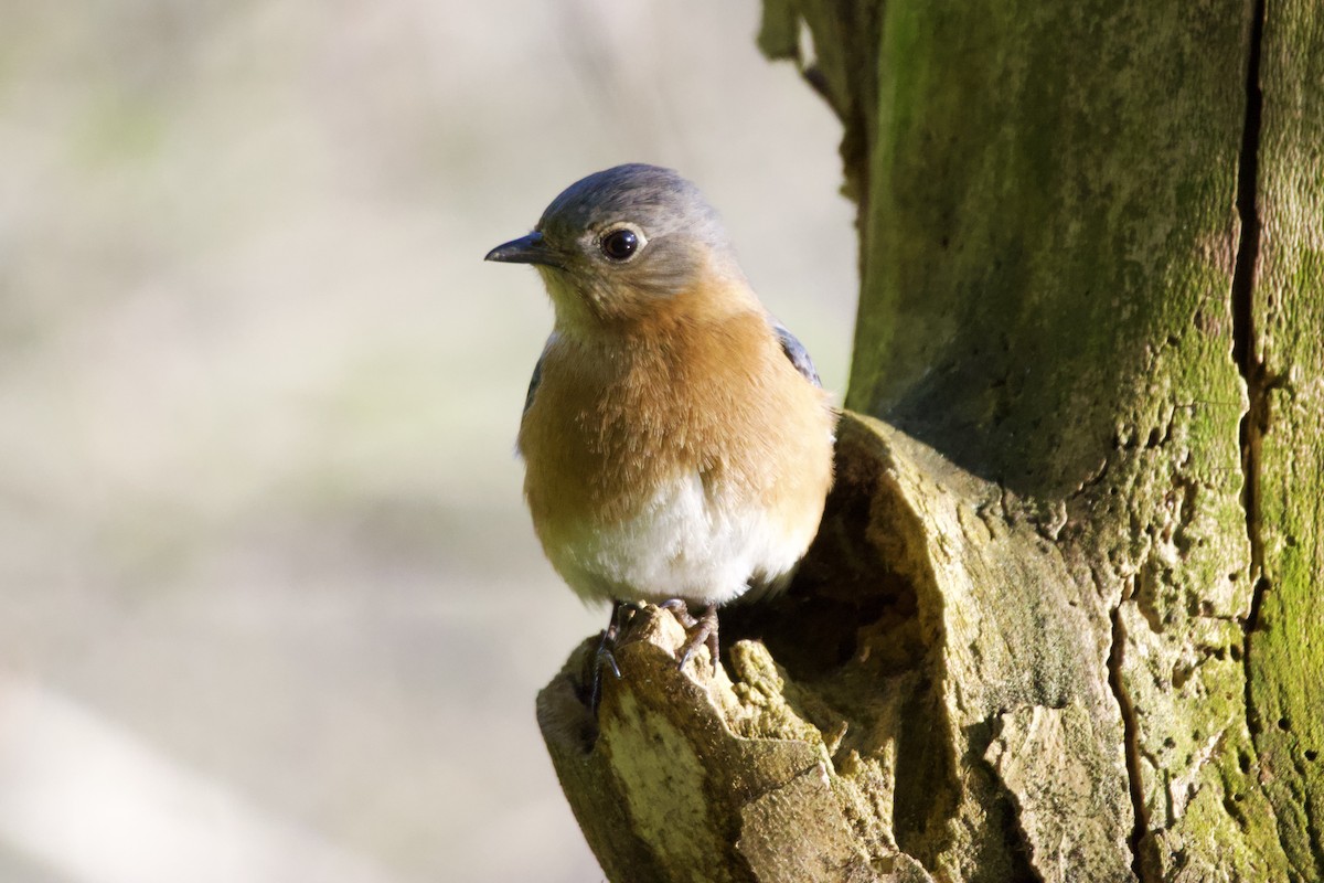 Eastern Bluebird - ML551538321