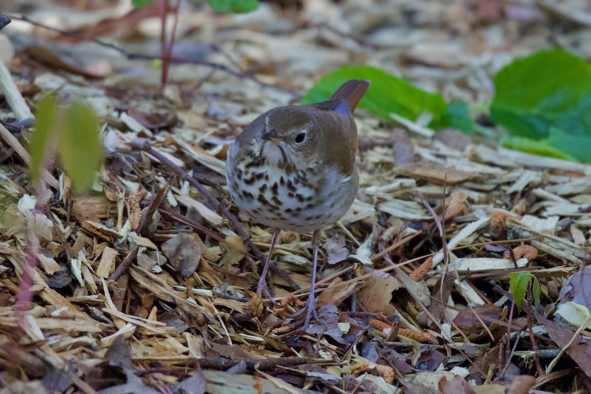 Hermit Thrush - ML551538521