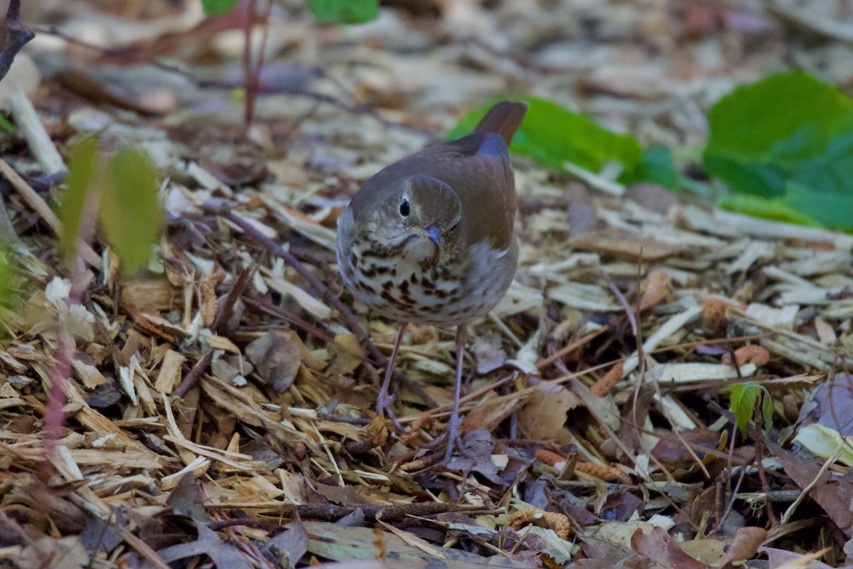 Hermit Thrush - ML551538531