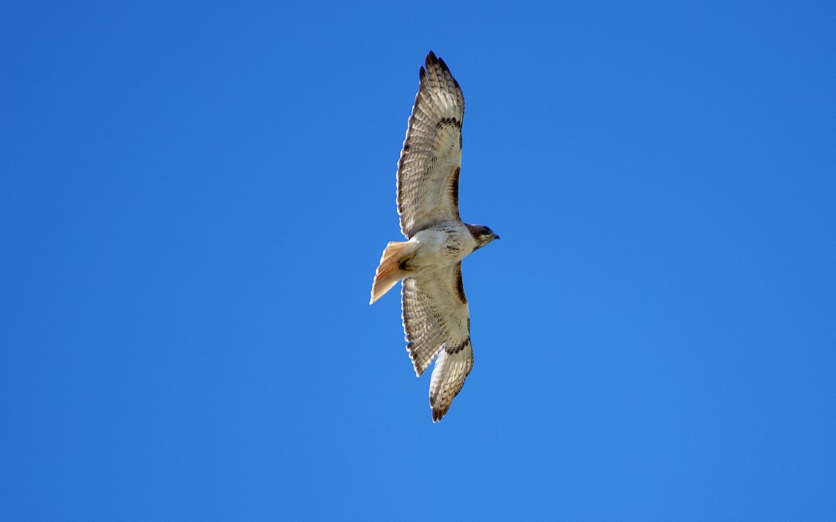 Red-tailed Hawk - ML551538991