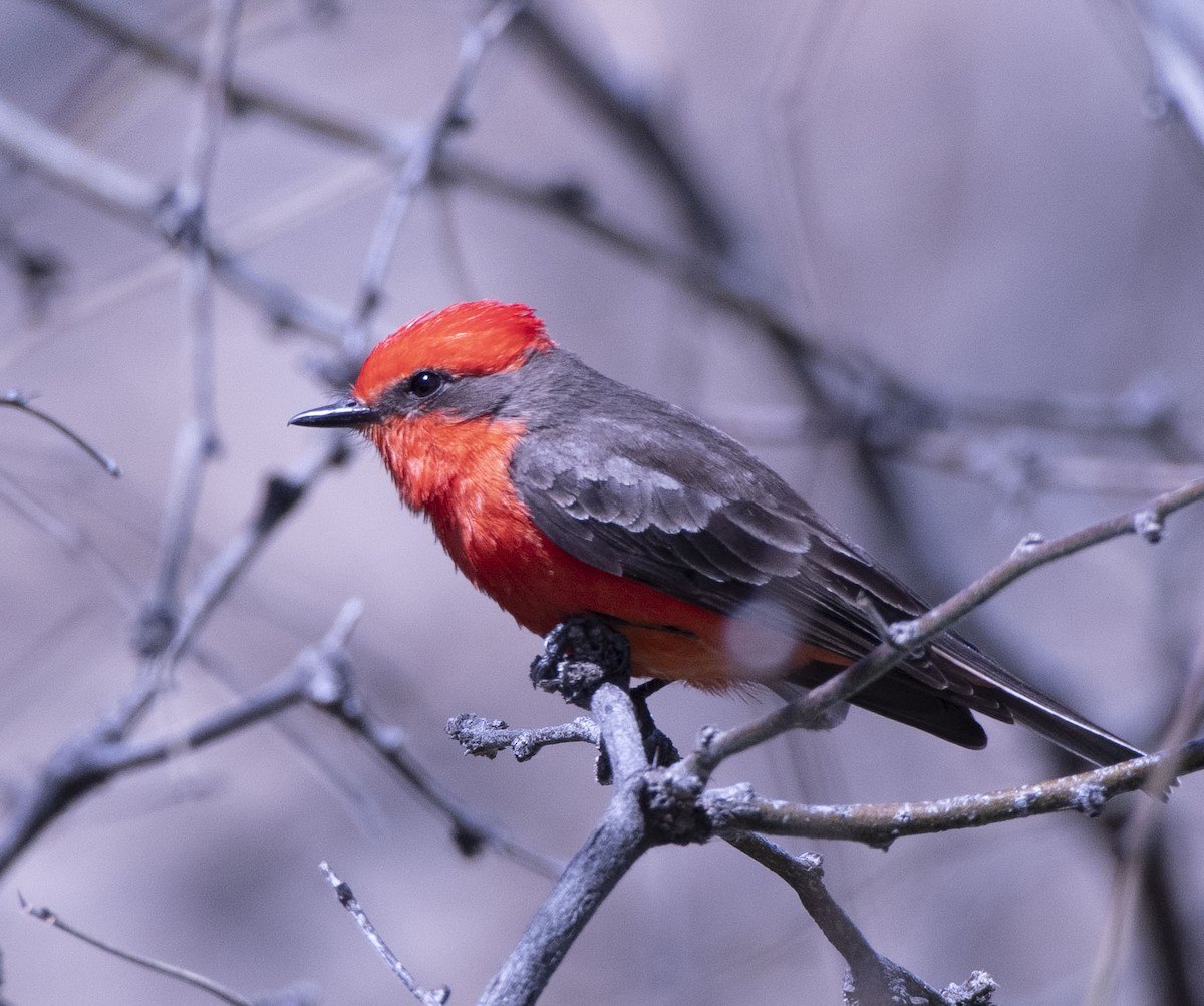 Vermilion Flycatcher - ML551539061