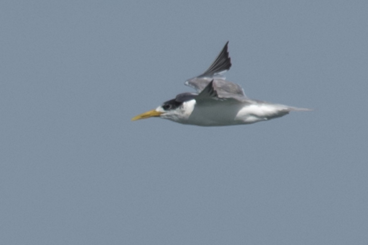 Great Crested Tern - ML551539071
