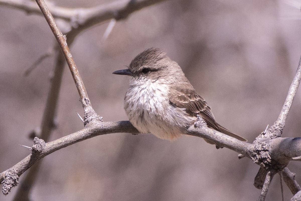 Vermilion Flycatcher - ML551539081