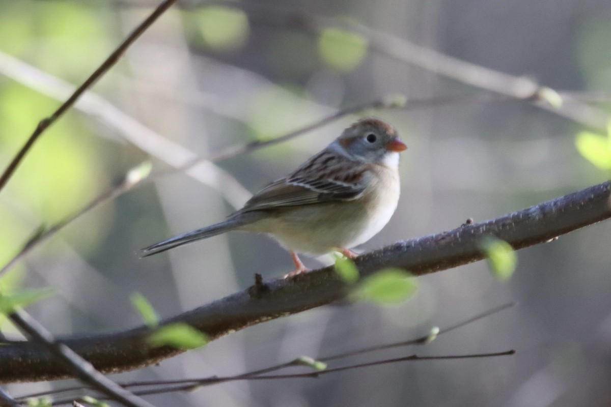 Field Sparrow - ML551539111