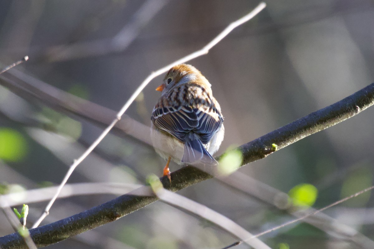 Field Sparrow - ML551539121