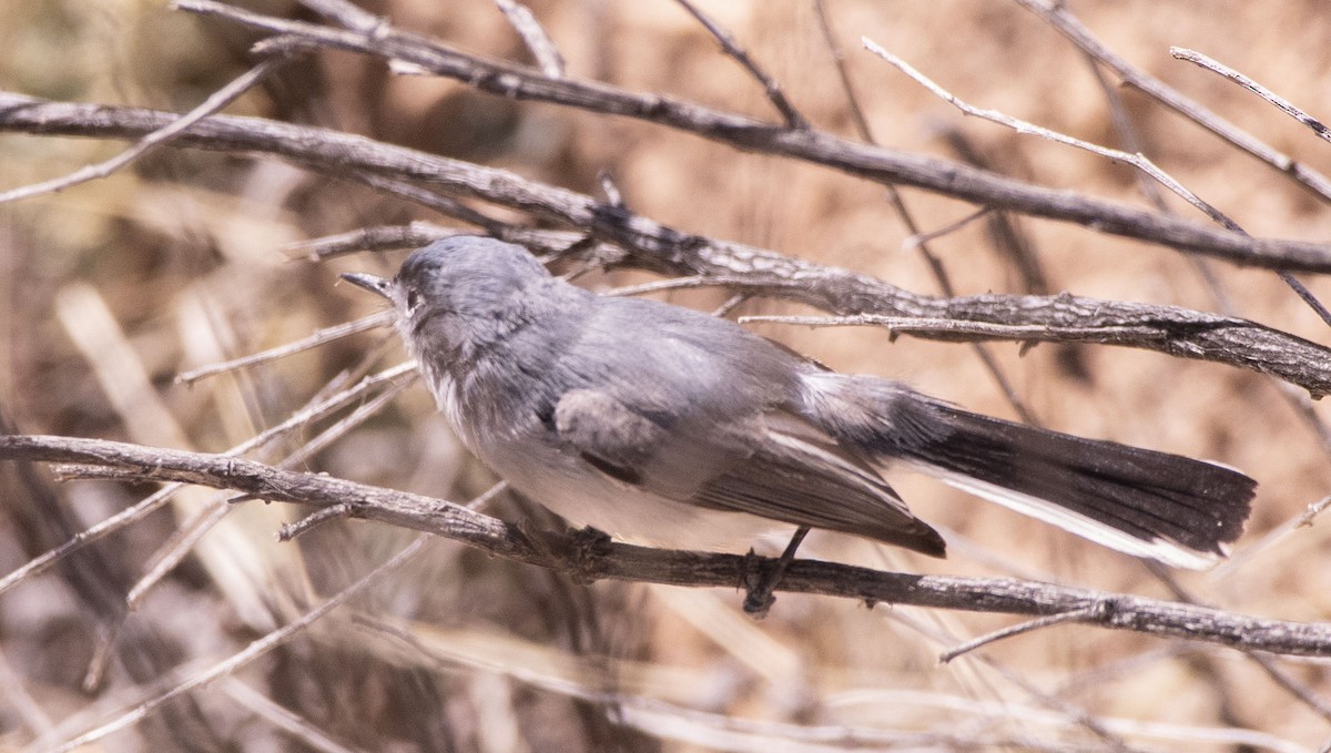 Black-tailed Gnatcatcher - Mary Bente