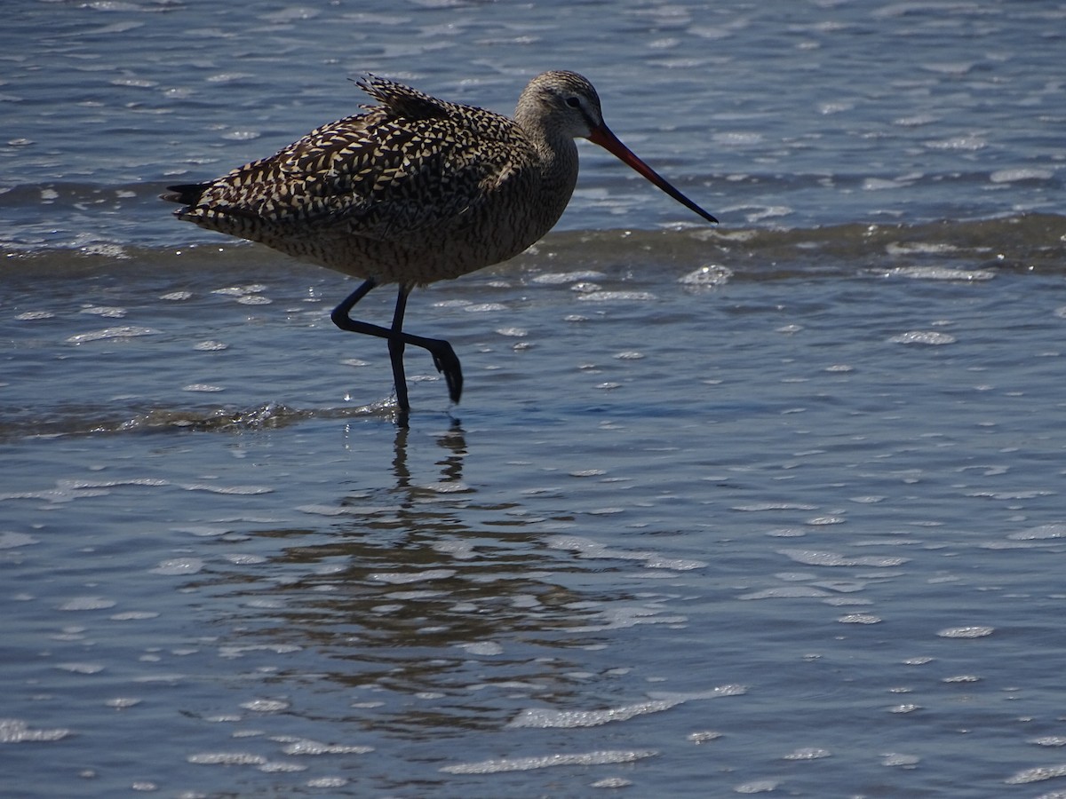 Marbled Godwit - ML55154021