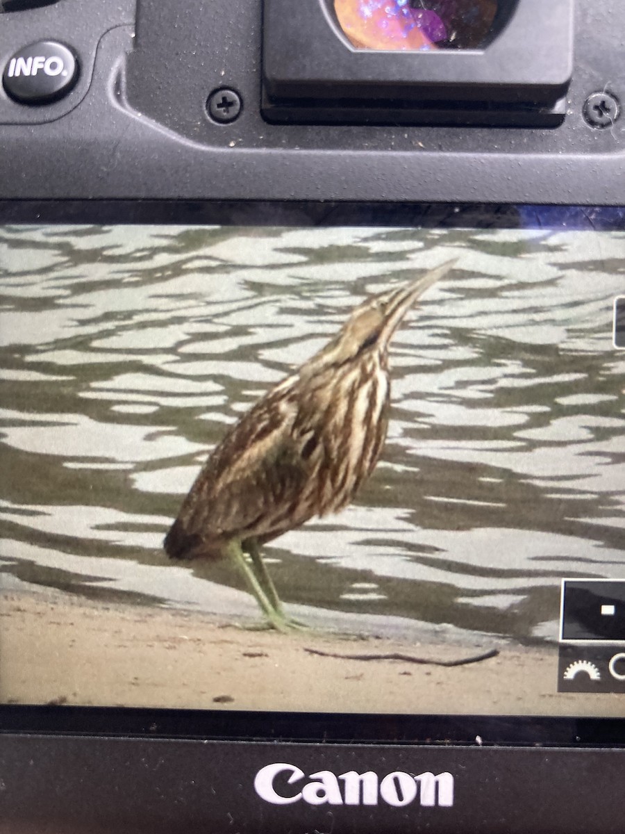 American Bittern - ML551541251