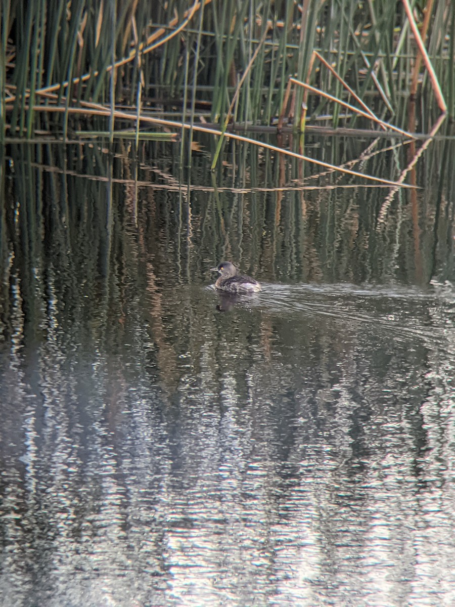 Least Grebe - ML551542501