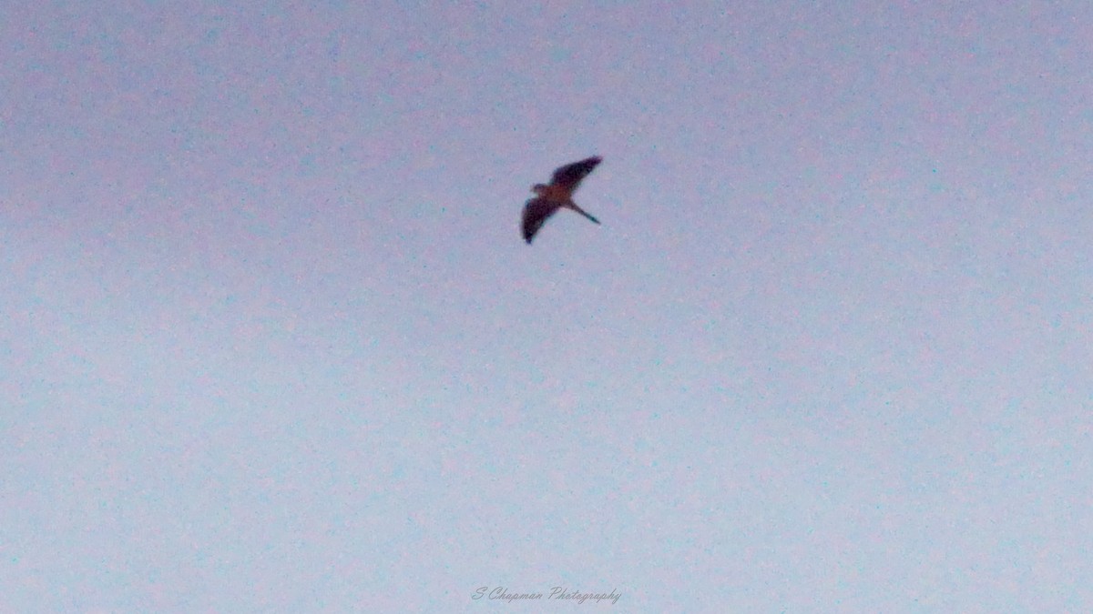 American Kestrel - ML551542681