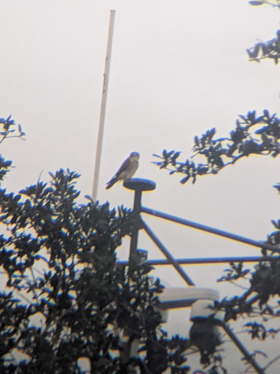 American Kestrel - ML551543611