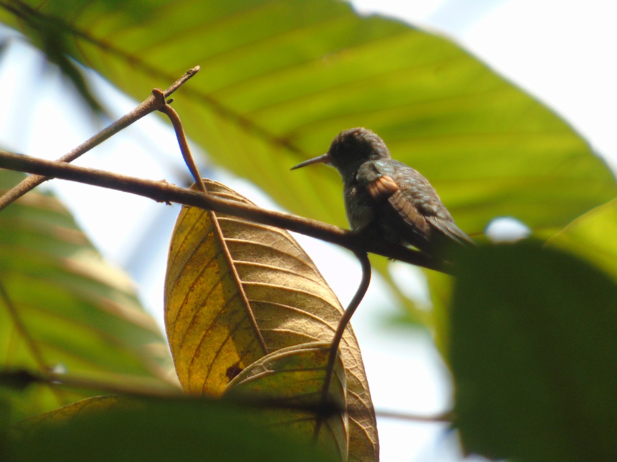 Stripe-tailed Hummingbird - ML55154461