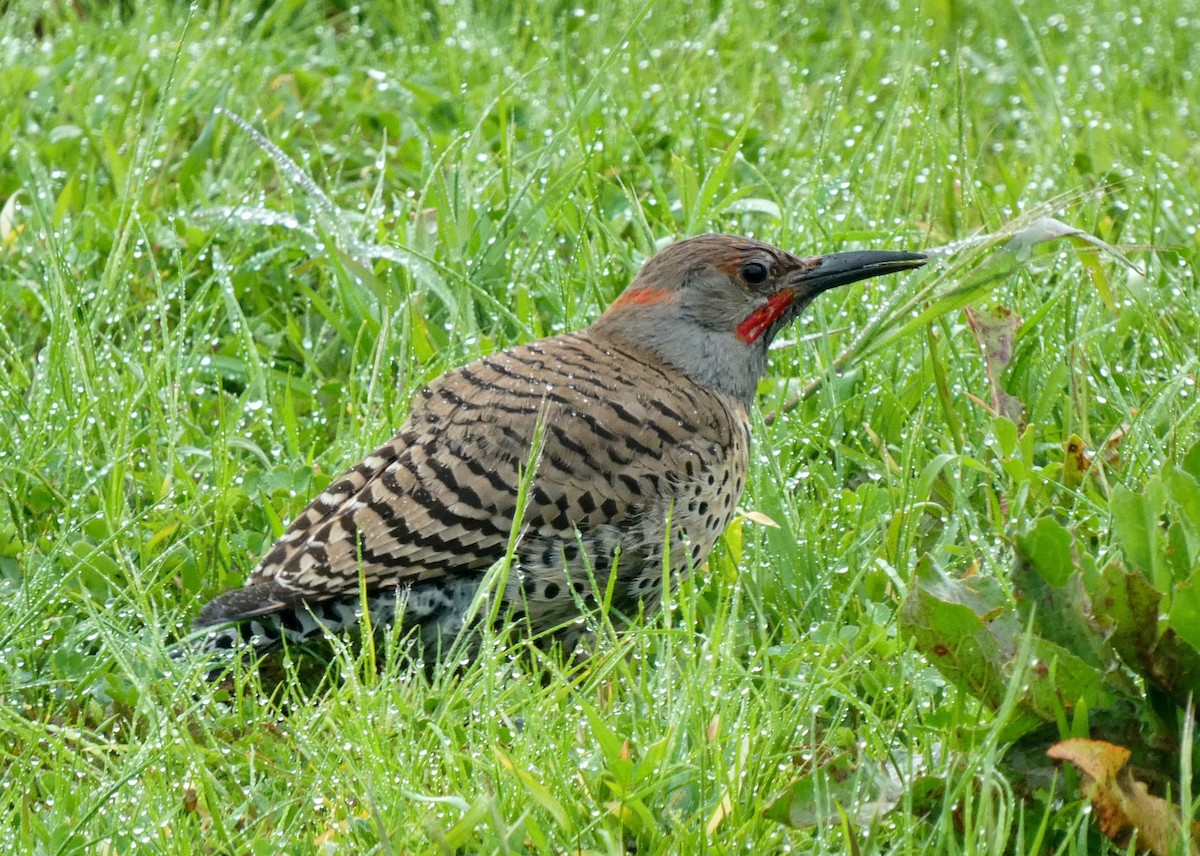 Northern Flicker - ML551544731