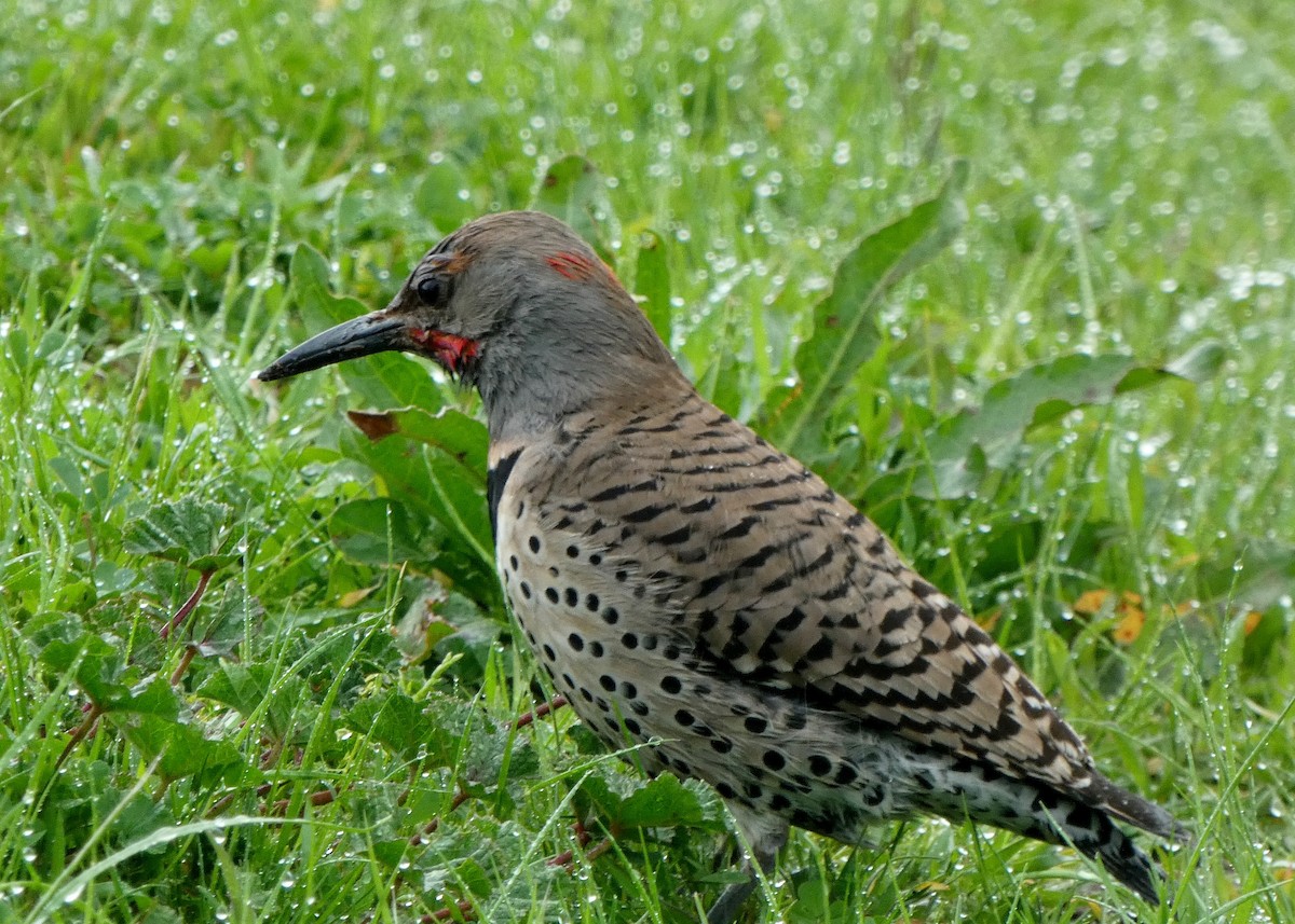 Northern Flicker - ML551544741