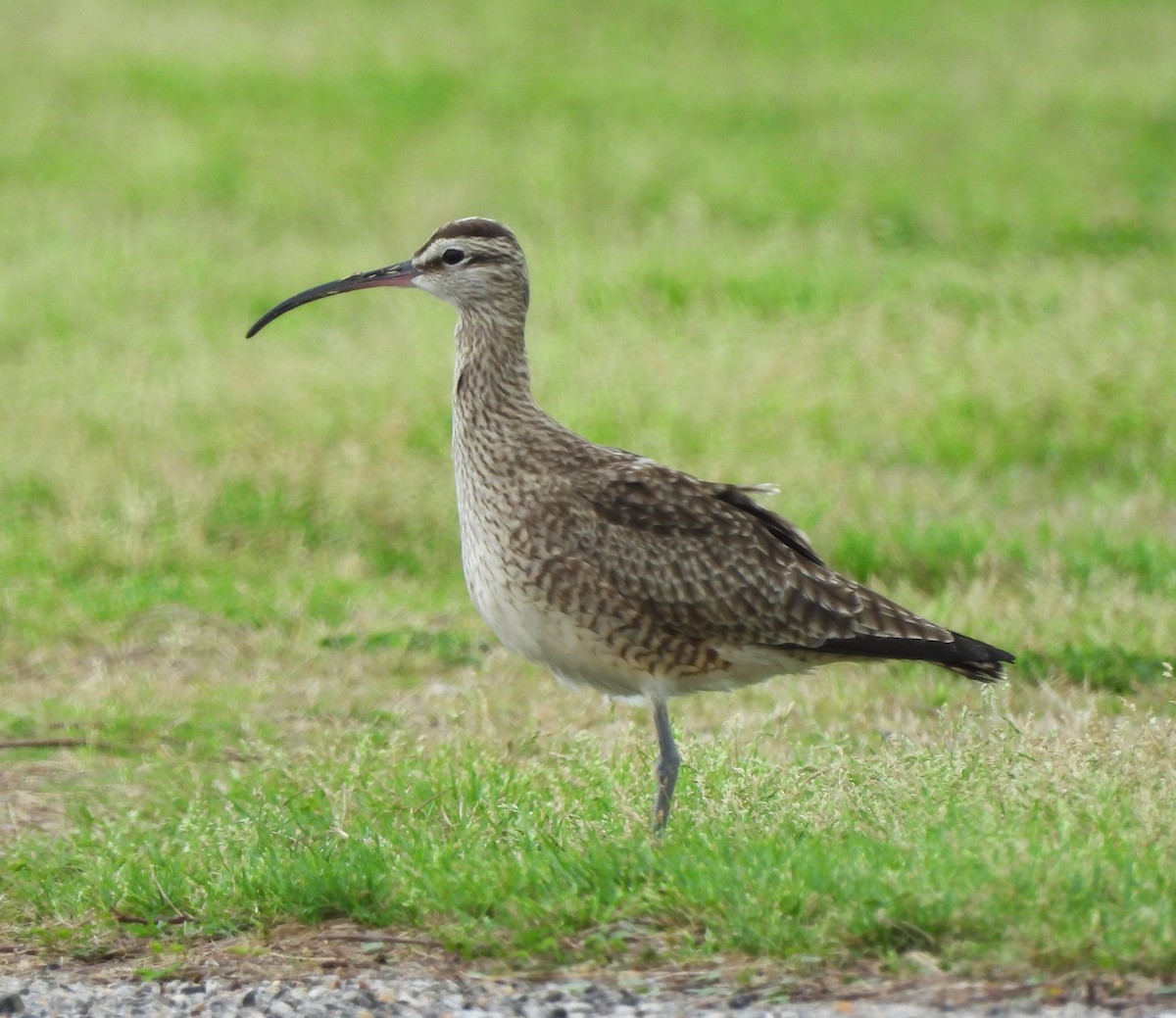 Whimbrel - Russlyn M