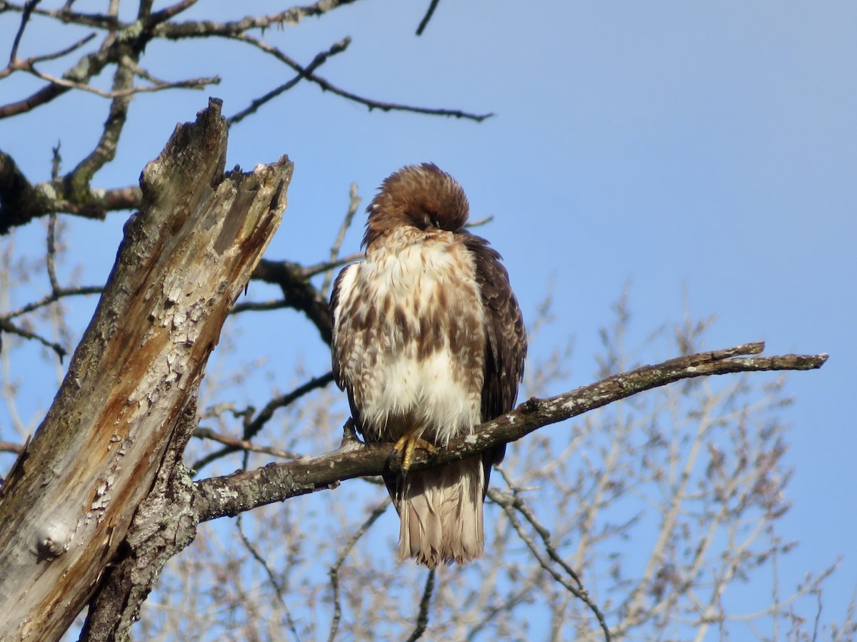 Rotschwanzbussard - ML551546691