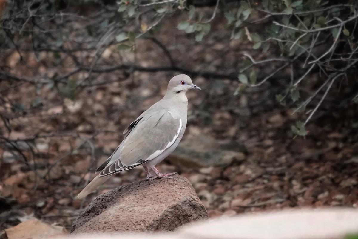 White-winged Dove - ML551547861