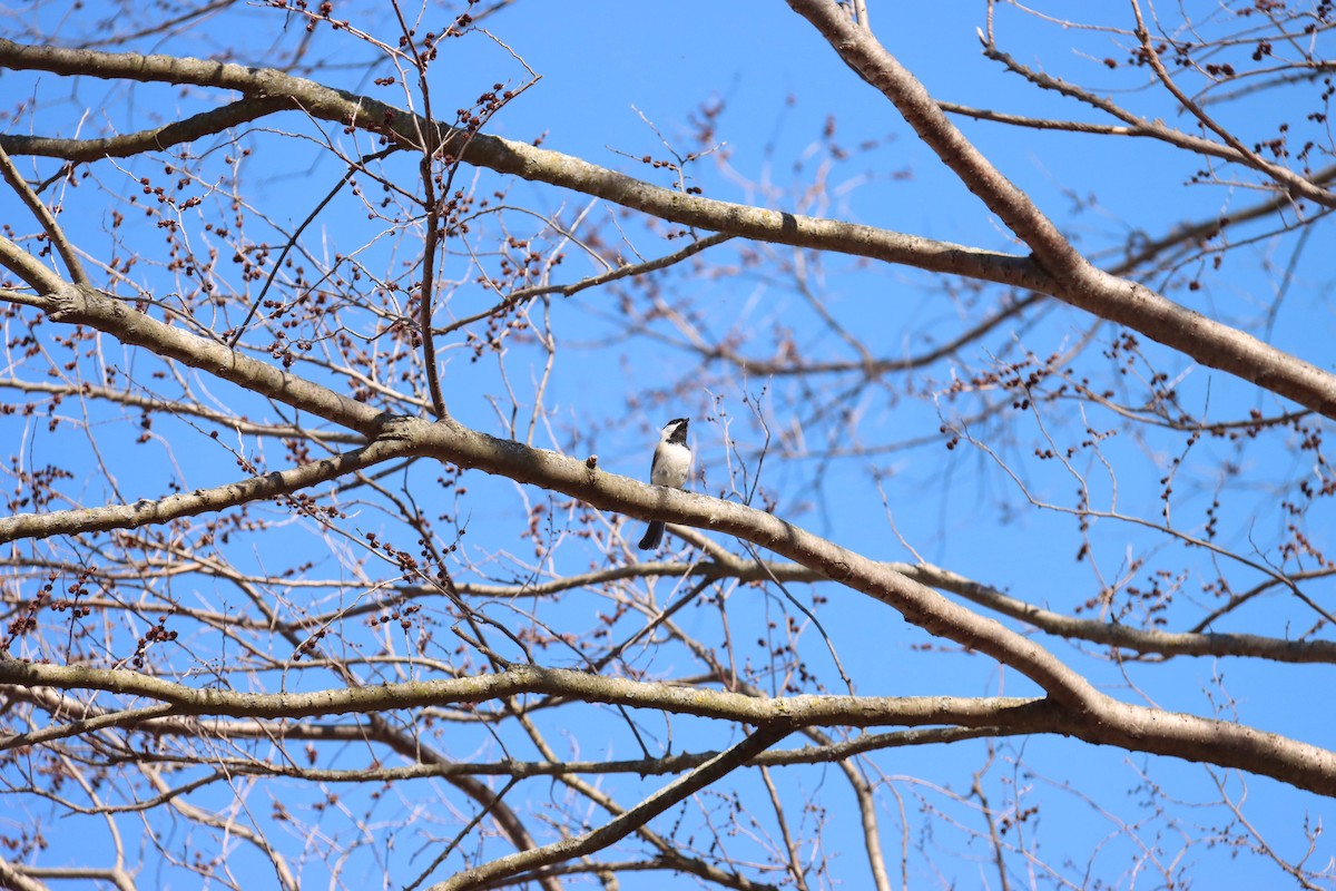 Black-capped Chickadee - William Going