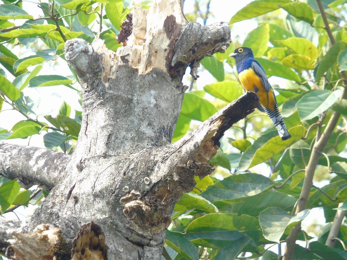 Gartered Trogon - ML55154821