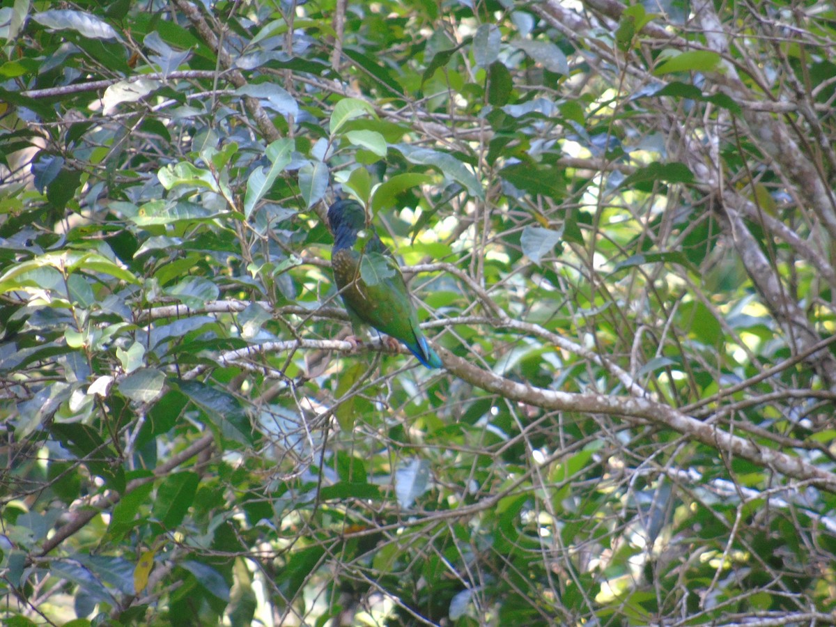 White-crowned Parrot - ML55154831