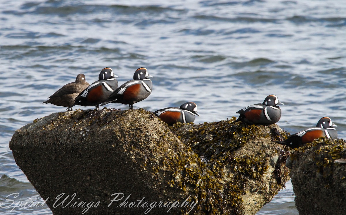 Harlequin Duck - Camille Bock